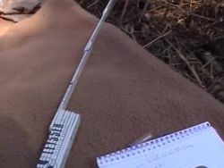 Die willige Amateurschlampe lässt sich in freier Natur bespannen